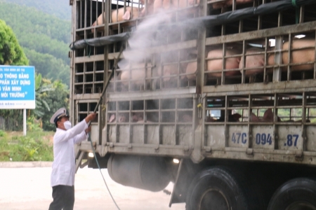 Đà Nẵng: Tăng cường kiểm soát, siết chặt tất cả các khâu từ việc nhập lợn ngoài tỉnh