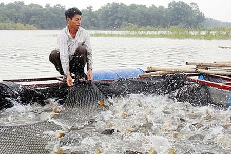 Tăng cường chỉ đạo phát triển chăn nuôi, nuôi trồng, bảo vệ nguồn lợi thủy sản