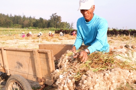 H. Lý Sơn-Quảng Ngãi: Công bố đường dây nóng để bảo vệ thương hiệu tỏi Lý Sơn