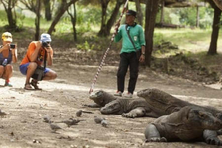 Idonesia: Đảo rồng Komodo đóng cửa du lịch từ tháng 1/2020