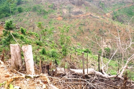 Bình Định: Khởi tố vụ án phá 11.300 m2 rừng tự nhiên