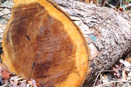 Kon Tum: Vì sao lâm tặc mở đường, phá rừng mà trạm bảo vệ rừng không biết?