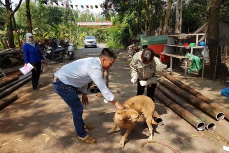 Ứng phó cấp bách phòng, chống dịch tả lợn châu Phi và công tác quản lý chó nuôi, phòng, chống bệnh dại