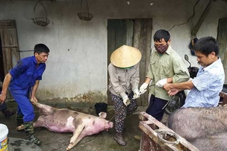 Bắc Ninh: Lập 3 đoàn liên ngành thanh tra công tác phòng, chống dịch tả lợn châu Phi