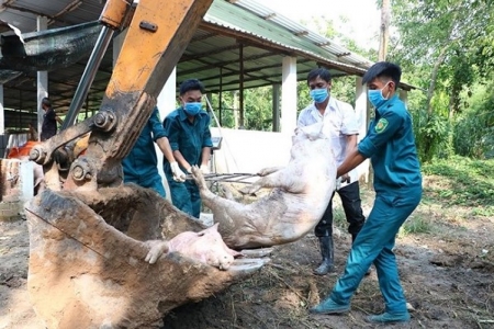 Bình Dương: Phát hiện thêm 5 ổ dịch tả lợn châu Phi