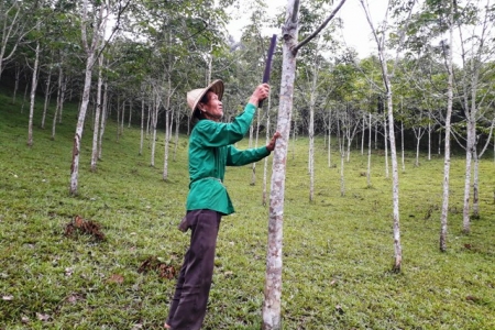 Nông dân mong đợi: Giá mủ cây cao su bao giờ cho đến... ngày xưa?