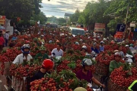 Sắp diễn ra ‘Tuần lễ Vải thiều huyện Lục Ngạn - tỉnh Bắc Giang’ tại Hà Nội