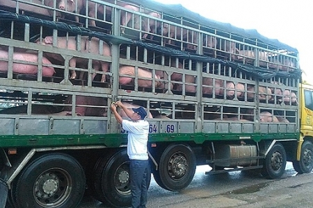 Tăng cường kiểm tra, kiểm soát các đầu mối giao thông để phòng chống dịch tả lợn Châu Phi