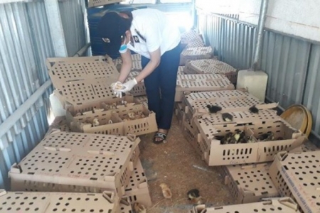 Nghệ An: Phát hiện, thu giữ 2.800 con gia cầm không giấy tờ kiểm dịch
