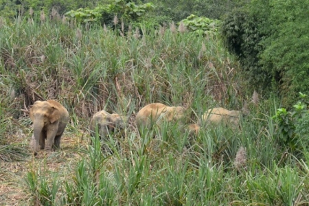 Nghệ An: 12 hành động khẩn cấp bảo tồn voi đến năm 2025