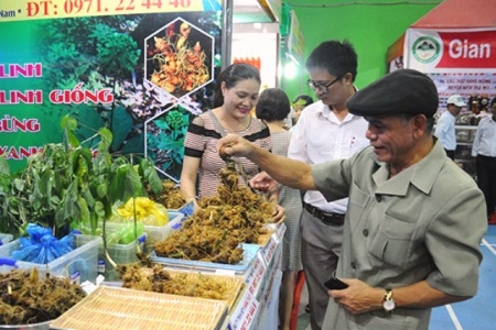 Quảng Nam: Tăng cường ngăn chặn sâm Ngọc Linh giả