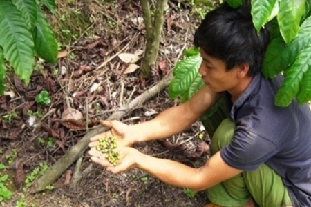 Đắk Lắk: Phân bón giả, kém chất lượng khiến thị trường "bát nháo"