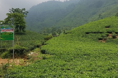 Thái nguyên: OCOP: Gia tăng giá trị các sản phẩm - Động lực xây dựng “Nông thôn mới” bền vững