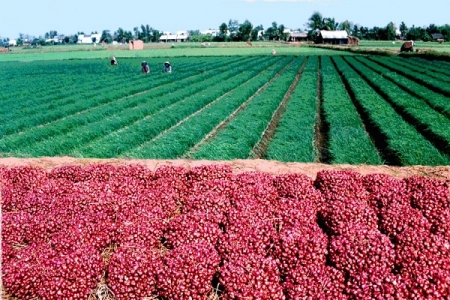 Tạo thương hiệu và nâng cao giá trị nông sản