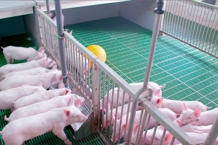 Doanh nghiệp liên kết với nông dân trong chuỗi chăn nuôi an toàn