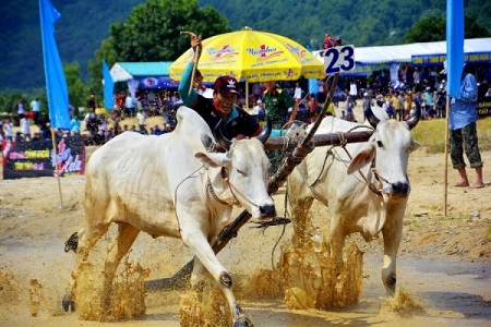 Tưng bừng Lễ hội đua bò Bảy Núi cùng Number 1 Cola