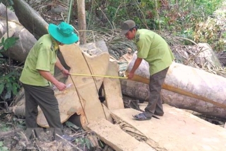 Phú Yên: Phát hiện vụ phá rừng ở Hòn Đác