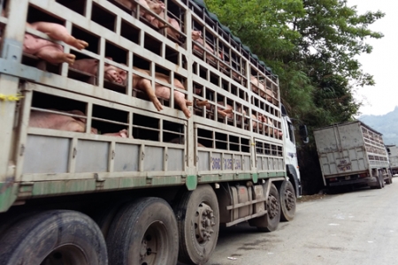 Kiểm soát chặt việc vận chuyển lợn, sản phẩm từ lợn qua biên giới