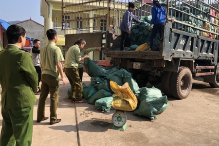 Bất chấp lệnh cấm, thương lái ồ ạt đưa lợn vượt biên sang Trung Quốc