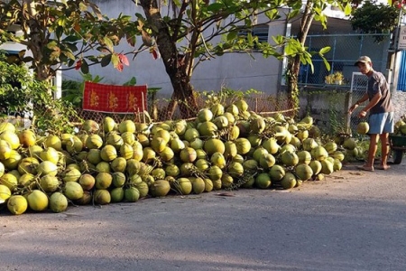 Thị trường tiêu thụ chậm, giá dừa Xiêm giảm 30%