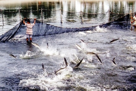 TPHCM: Nhiều sản phẩm thuốc nuôi trồng thuỷ sản có dấu hiệu làm giả