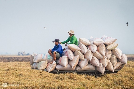 Cần Thơ “xin” tạm ứng quota xuất khẩu gạo tháng 5 với 200.000 tấn