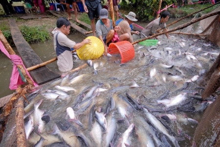 Thuế chống bán phá giá cá tra Việt Nam vào Mỹ giảm mạnh