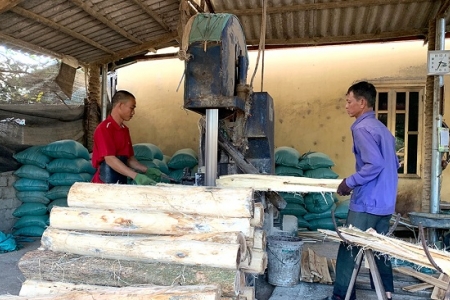 Đoan Hùng (Phú Thọ): Tập trung phát triển lâm nghệp chế biến gỗ