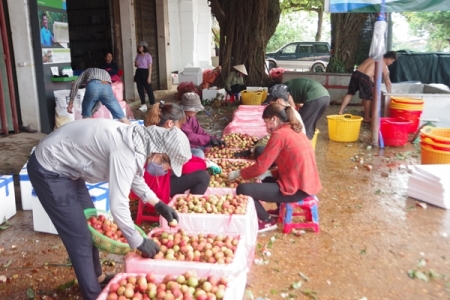 Thương nhân Trung Quốc cần đáp ứng điều kiện gì mới được sang mua vải thiều Lục Ngạn?