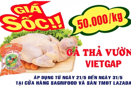 Sagrifood – Gía sốc gà thả vườn VietGAP 50.000 đ/kg