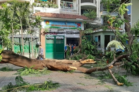 Rà soát cây xanh trong trường học sau vụ cây đổ khiến 13 học sinh thương vong