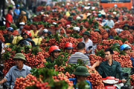 Chuyên gia Nhật không phải cách ly khi sang kiểm dịch vải thiều xuất khẩu