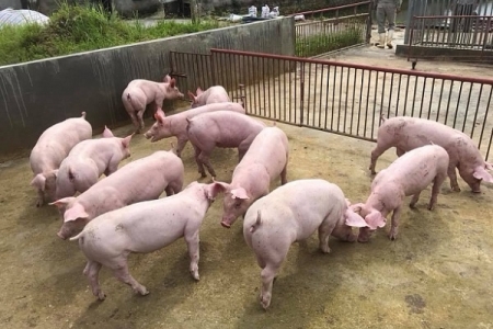 Giá cả thị trường 6/6: Giá heo hơi bắt đầu giảm, rời mức đỉnh 100.000 đồng/kg