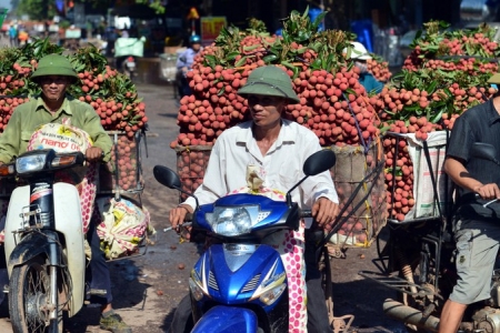 Xúc tiến tiêu thụ vải thiều trực tuyến với điểm cầu chính tại Bắc Giang