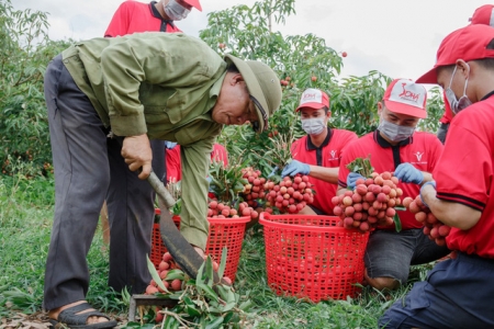 Vải thiều Bắc Giang chuẩn bị “lên đường” sang Mỹ bằng tàu biển