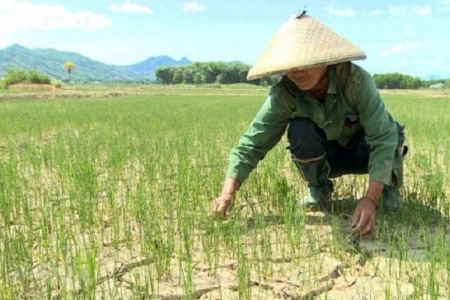 Thiên tai bất thường ảnh hưởng lớn đến sản xuất nông nghiệp