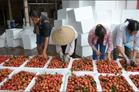 Vải tươi thuận lợi tiêu thụ sang thị trường Trung Quốc