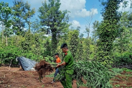 Đắk Lắk: Xử lý một hộ dân trồng cây cần sa trên diện tích hơn 1,1 ha