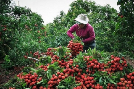 Giá các mặt hàng phụ trợ cho xuất khẩu vải thiều vẫn ổn định