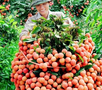 Hiện có 300 điểm cân vải xuất khẩu đi Trung Quốc