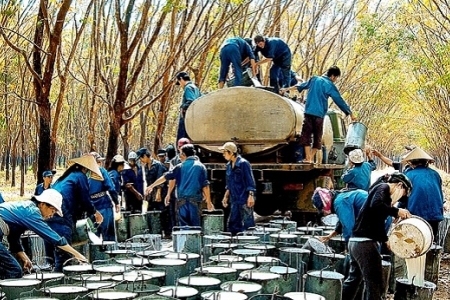 Xuất khẩu cao su giảm mạnh trong 6 tháng đầu năm