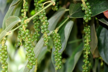 Thị trường nông sản ngày 7/7: Giá tiêu đi ngang, cà phê giảm mạnh