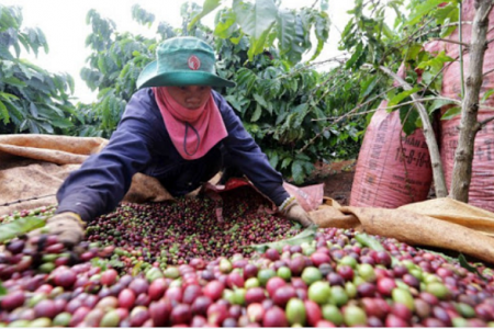 Thị trường giá nông sản 9/7: Giá cà phê tăng, tiêu giảm nhẹ