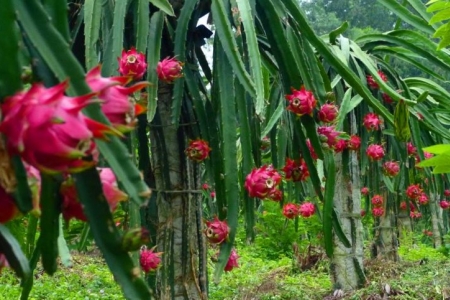 Sơn La: Xuất khẩu 10 tấn thanh long ruột đỏ sang thị trường Nga