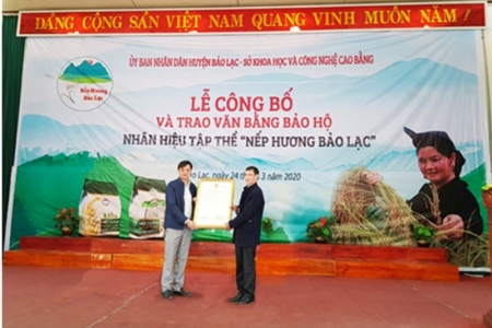 Cao Bằng: Công bố và trao văn bằng bảo hộ nhãn hiệu tập thể “Nếp hương Bảo Lạc”