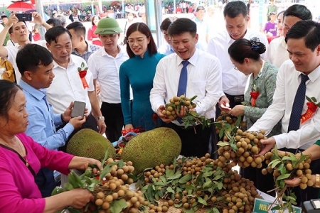 Xúc tiến đẩy mạnh chế biến, tiêu thụ, xuất khẩu sản phẩm nhãn Sơn La