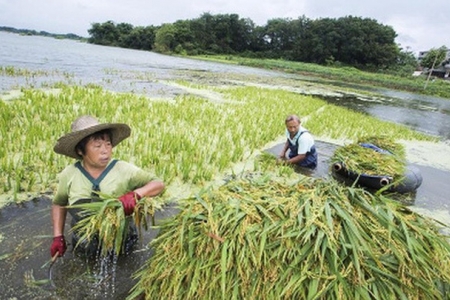 An ninh lương thực của Trung Quốc đang bị đe dọa nghiêm trọng