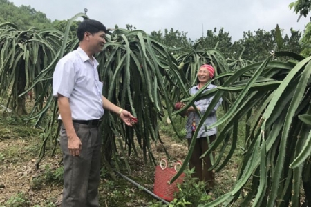 Thái Nguyên: Từng bước hình thành các vùng sản xuất tập trung