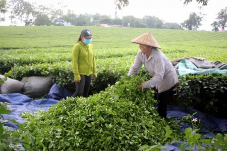 Sản xuất chè hữu cơ: Nâng cao giá trị gia tăng và phát triển bền vững