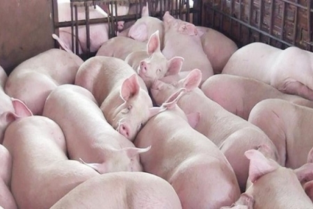 Giá heo hơi ngày 8/8: Đà giảm tiếp diễn
